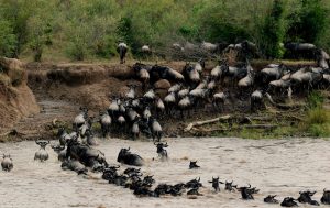 wildebeest_migration