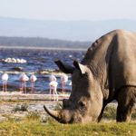 Lake_Nakuru