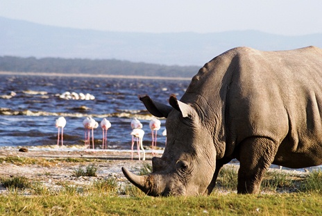 Lake_Nakuru