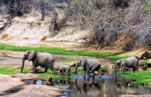 Ruaha_National_Park