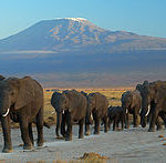 amboseli