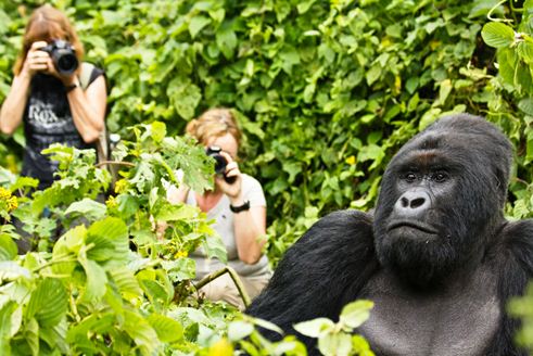 gorilla_trekking