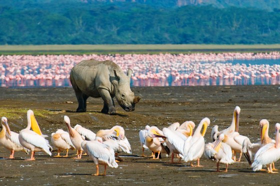 lake_nakuru2