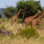 meru_national_park