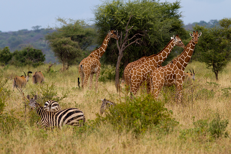 meru_national_park