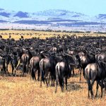 serengeti_national_park1