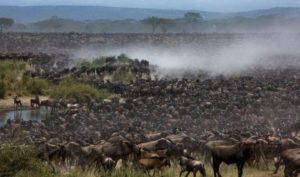 wildebeest migration